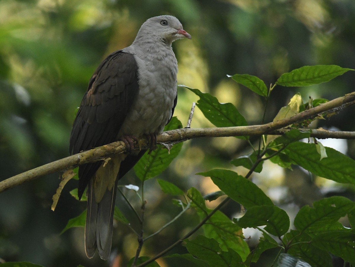 Mountain Imperial-Pigeon - ML304449471