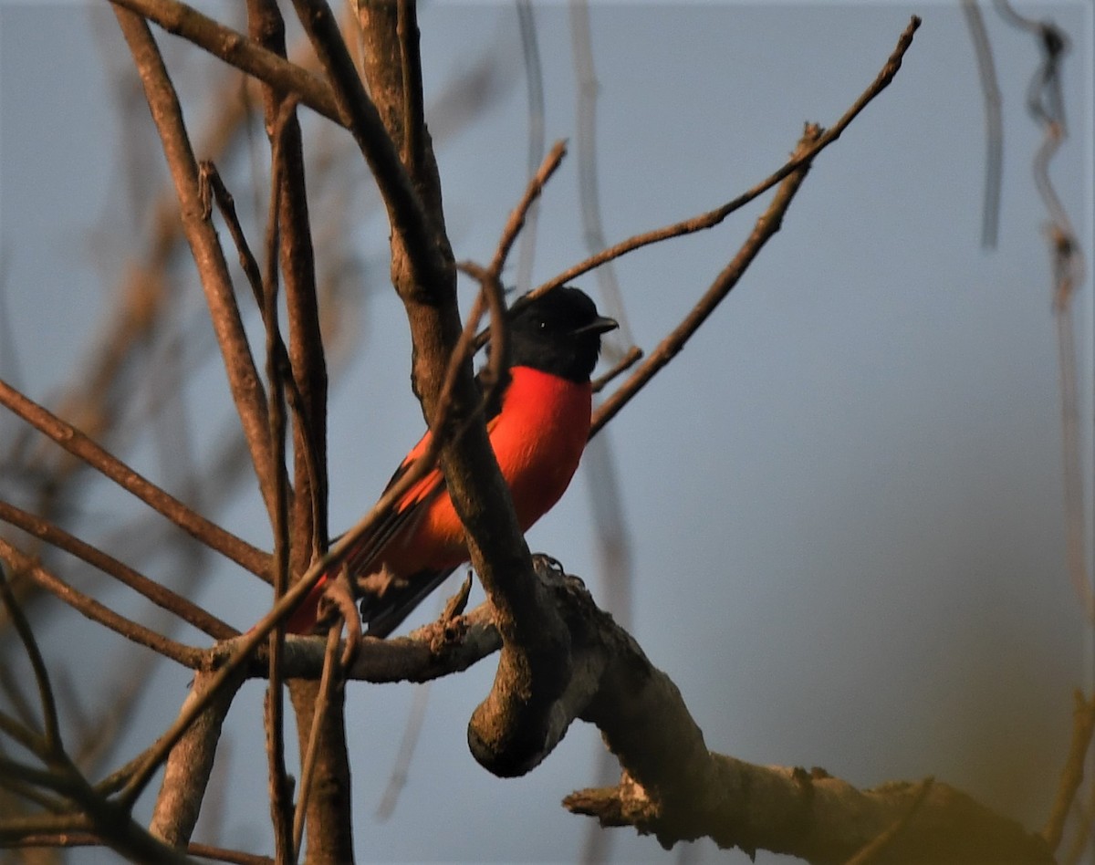 赤紅山椒鳥 - ML304450771