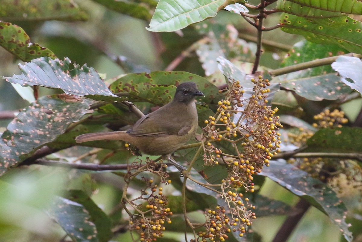 Plain Greenbul (curvirostris) - ML304451431