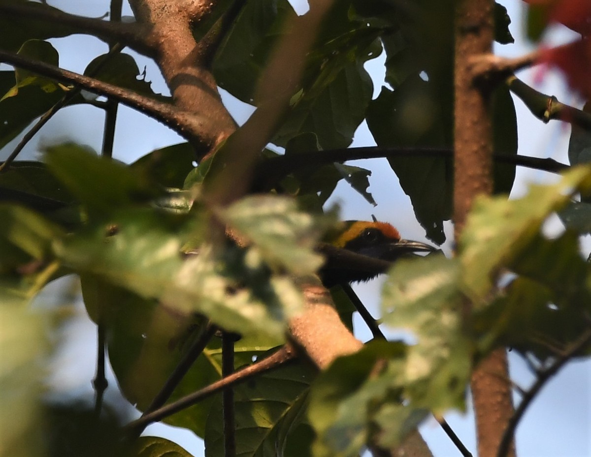 Golden-fronted Leafbird - Taksh Sangwan