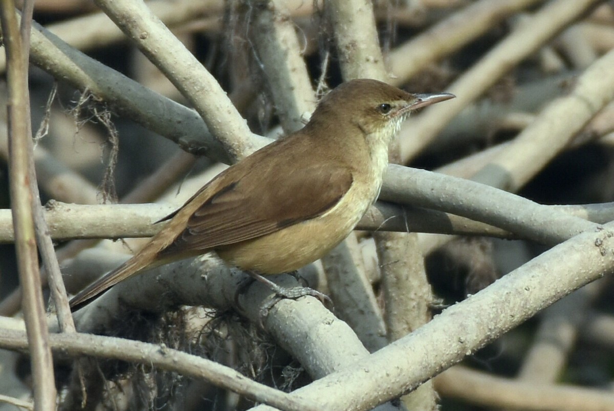 Clamorous Reed Warbler - Shawn Dev