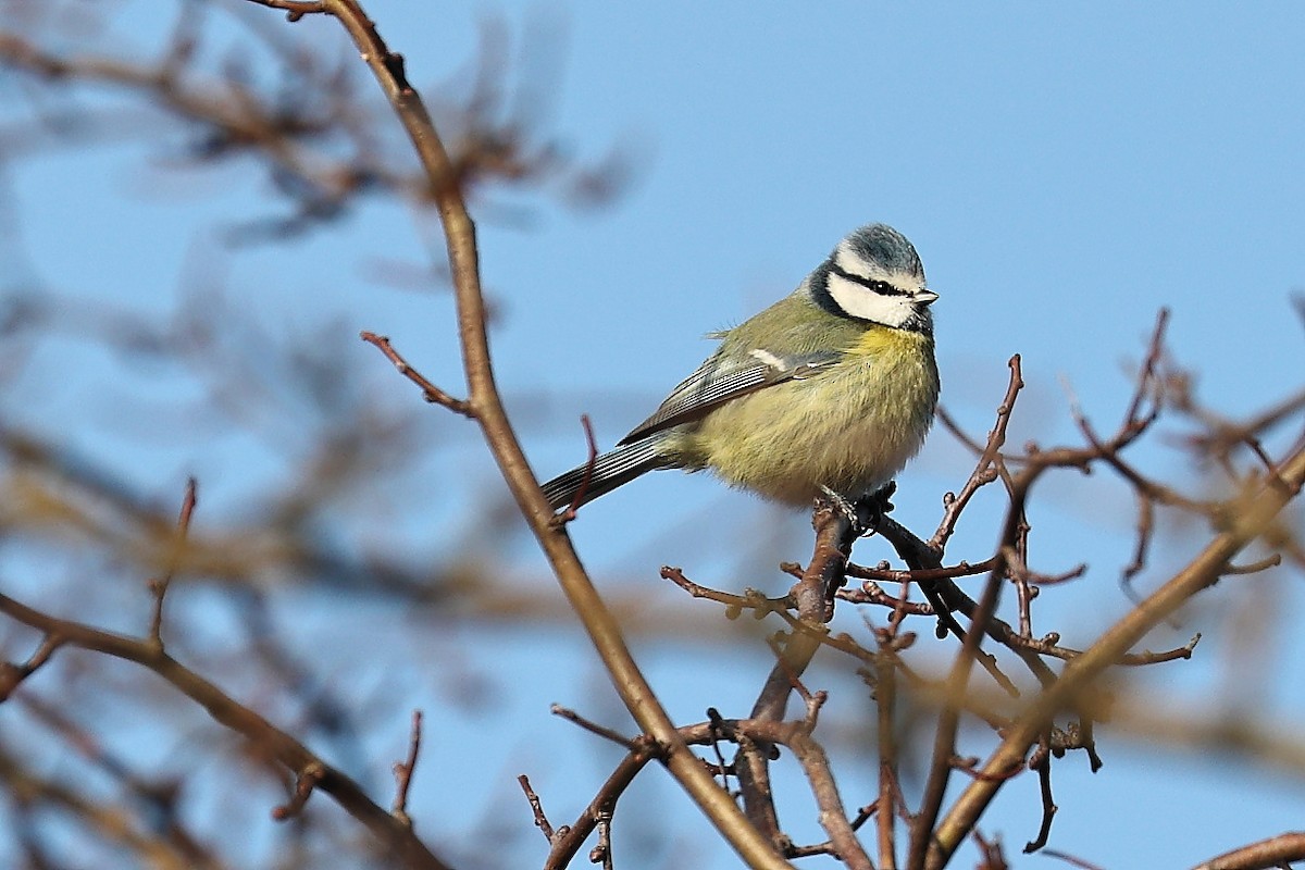 Eurasian Blue Tit - ML304455351