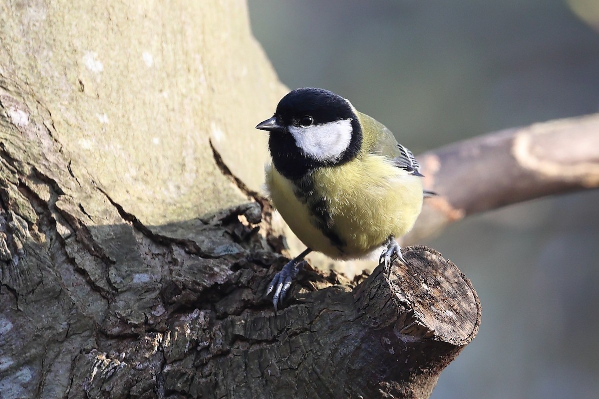 Great Tit - ML304455431