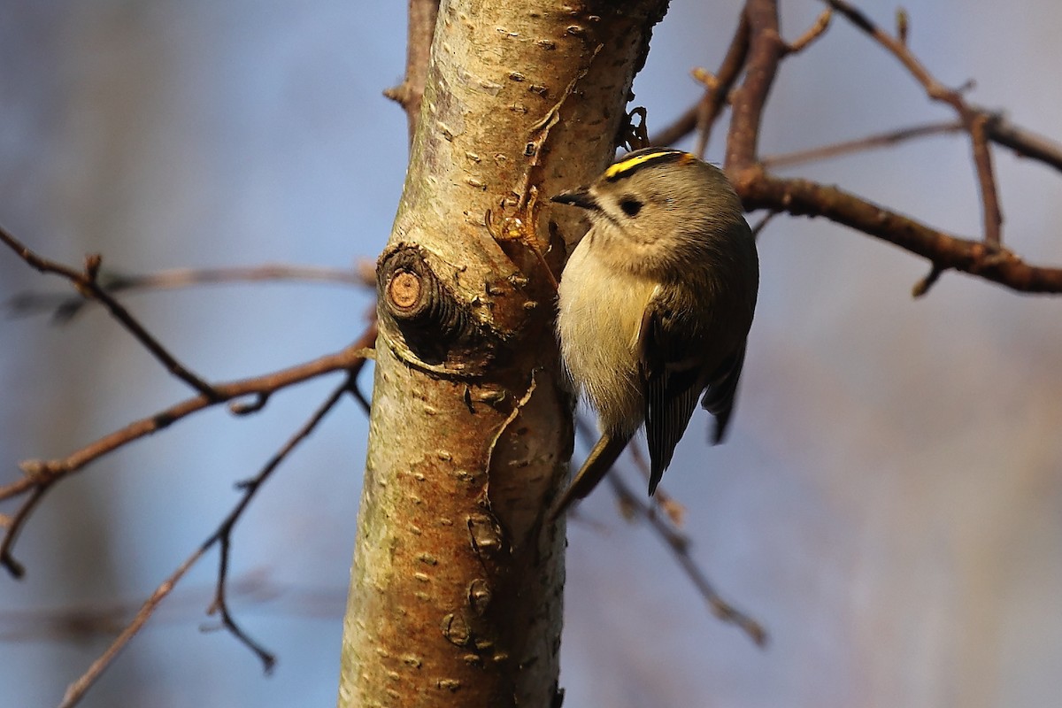 Goldcrest - ML304455501