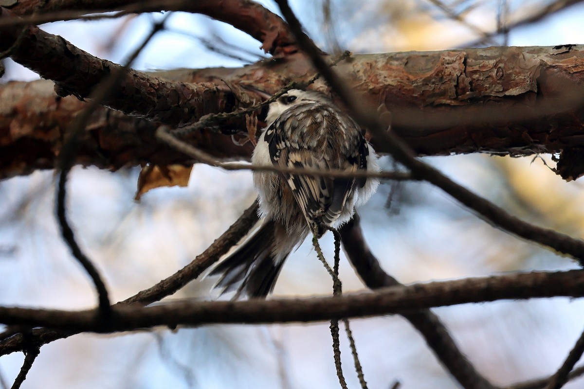 Eurasian Treecreeper - ML304455731