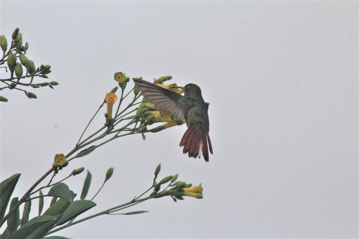 Rufous-tailed Hummingbird - José María Loaiza Bosmediano