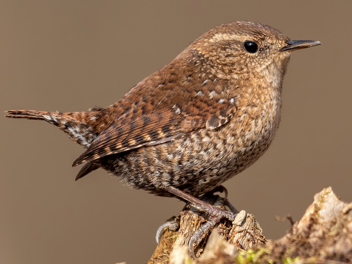 Winter Wren