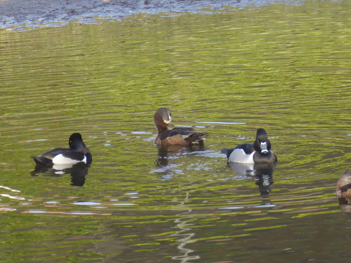 Ring-necked Duck - ML304456781