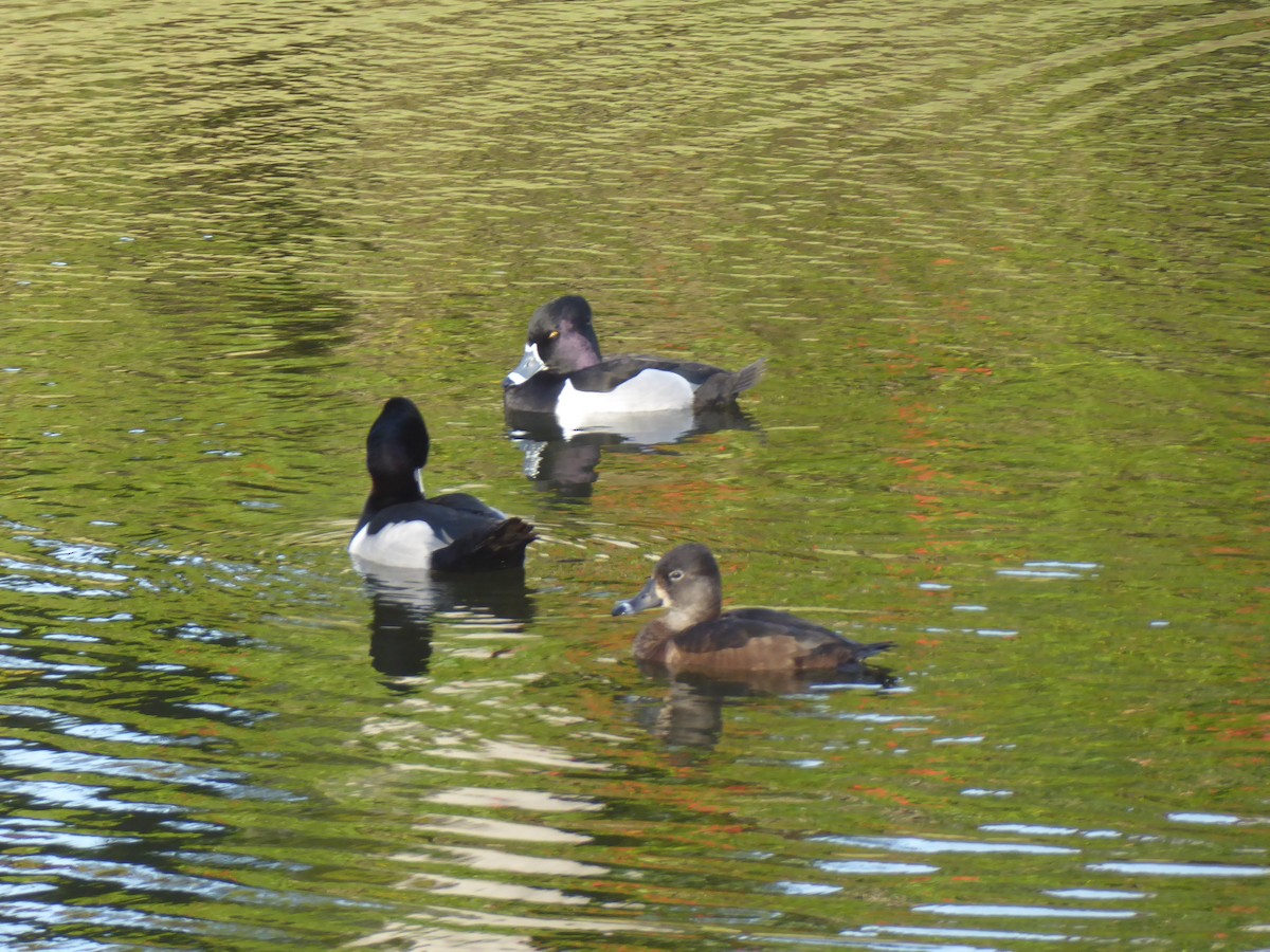 Ring-necked Duck - ML304456801