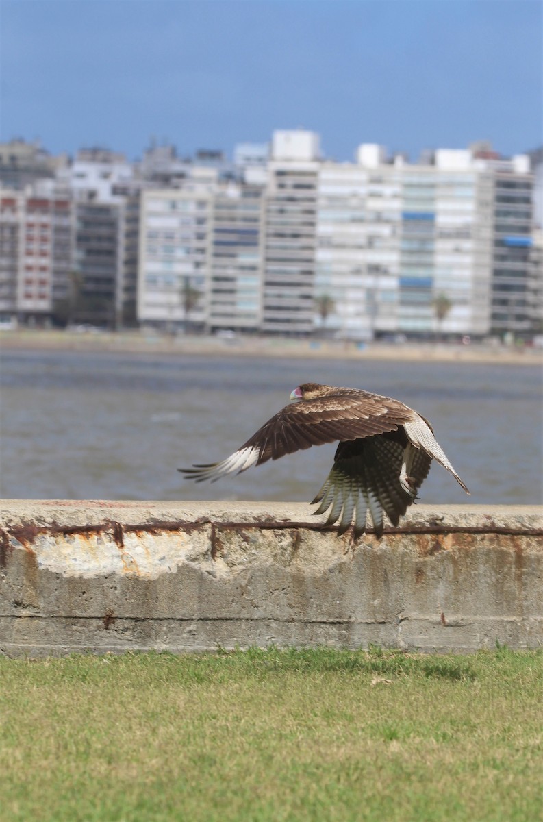 Crested Caracara (Southern) - ML304457621