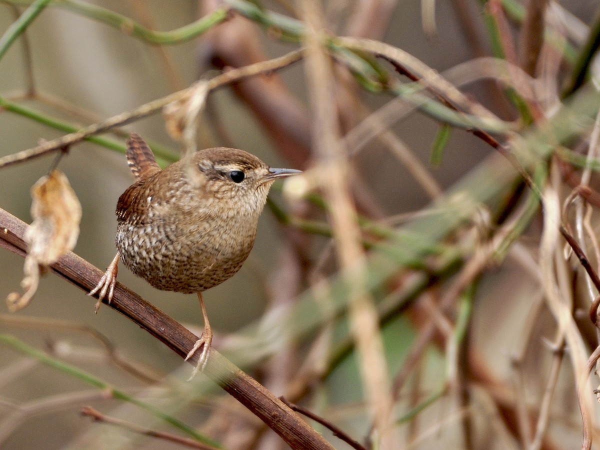 Winter Wren