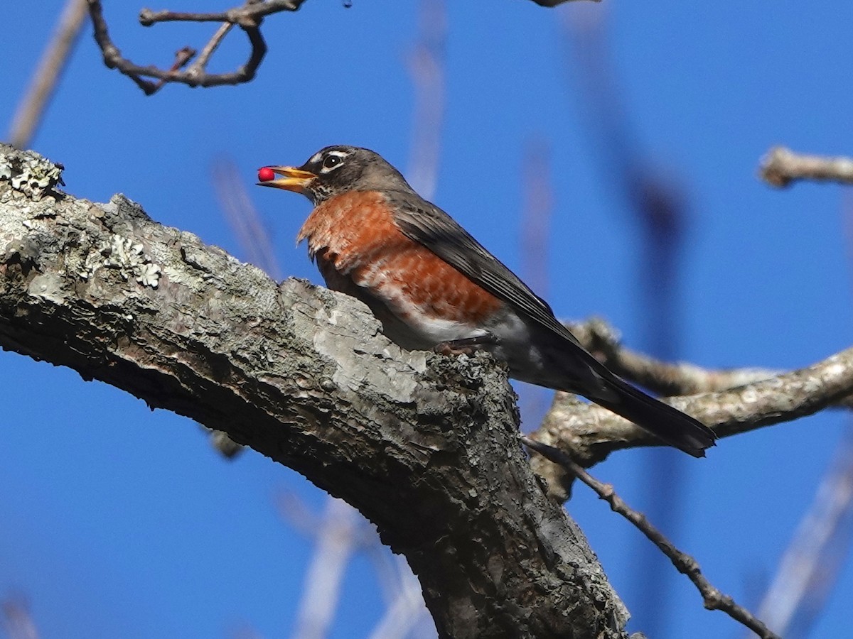 American Robin - ML304458641