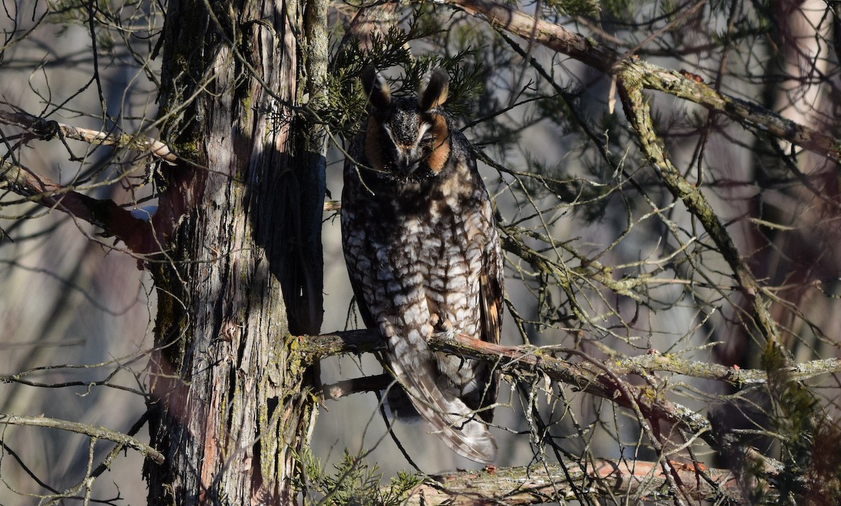 Long-eared Owl - Diane Egan
