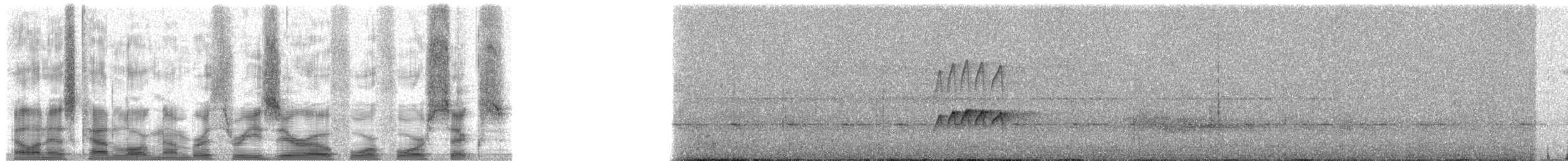 Turuncu Karınlı Manakin - ML30446