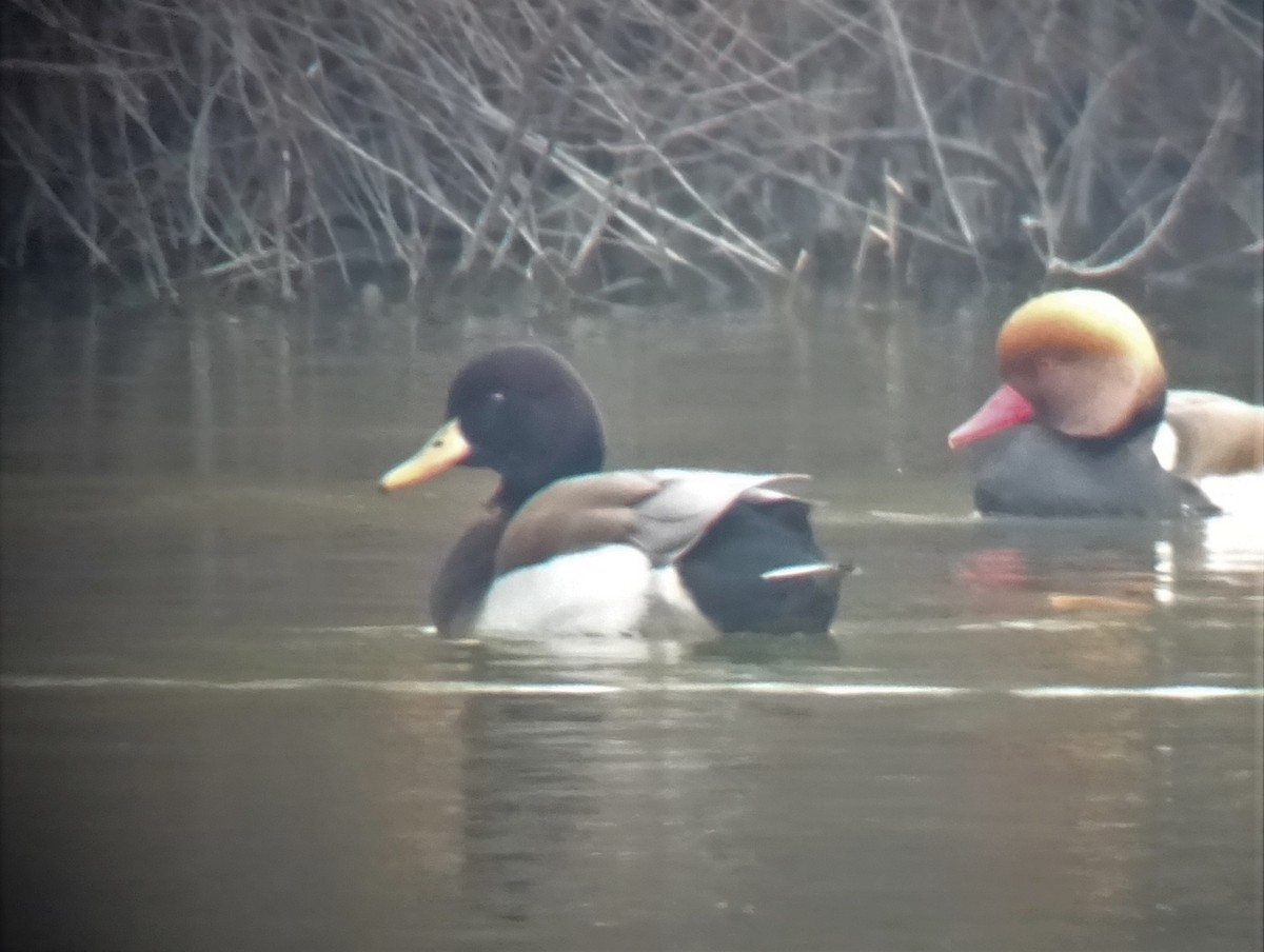Mallard x Red-crested Pochard (hybrid) - Paolo Matteucci