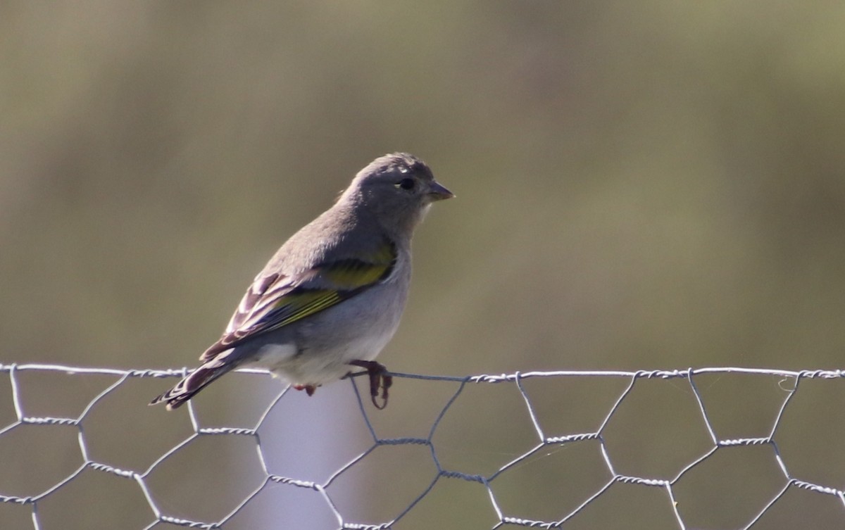 Lawrence's Goldfinch - ML304461221