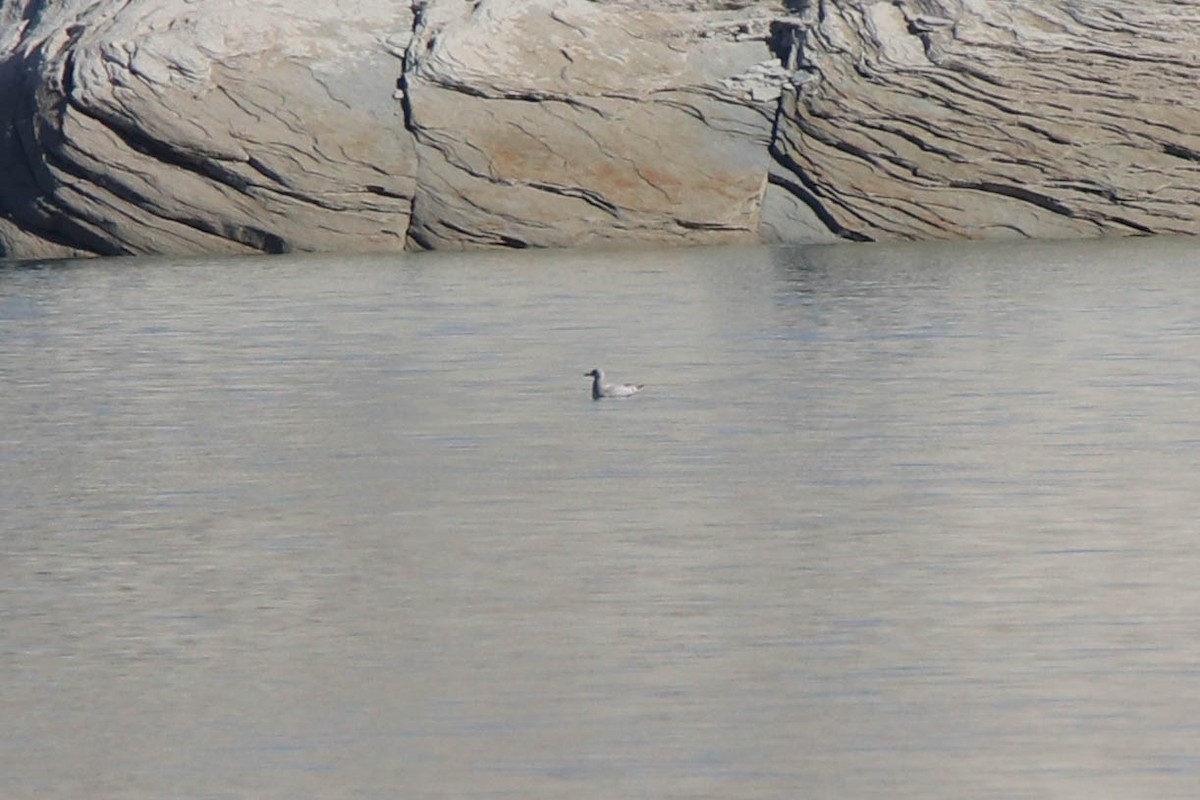 Iceland Gull - ML304461251