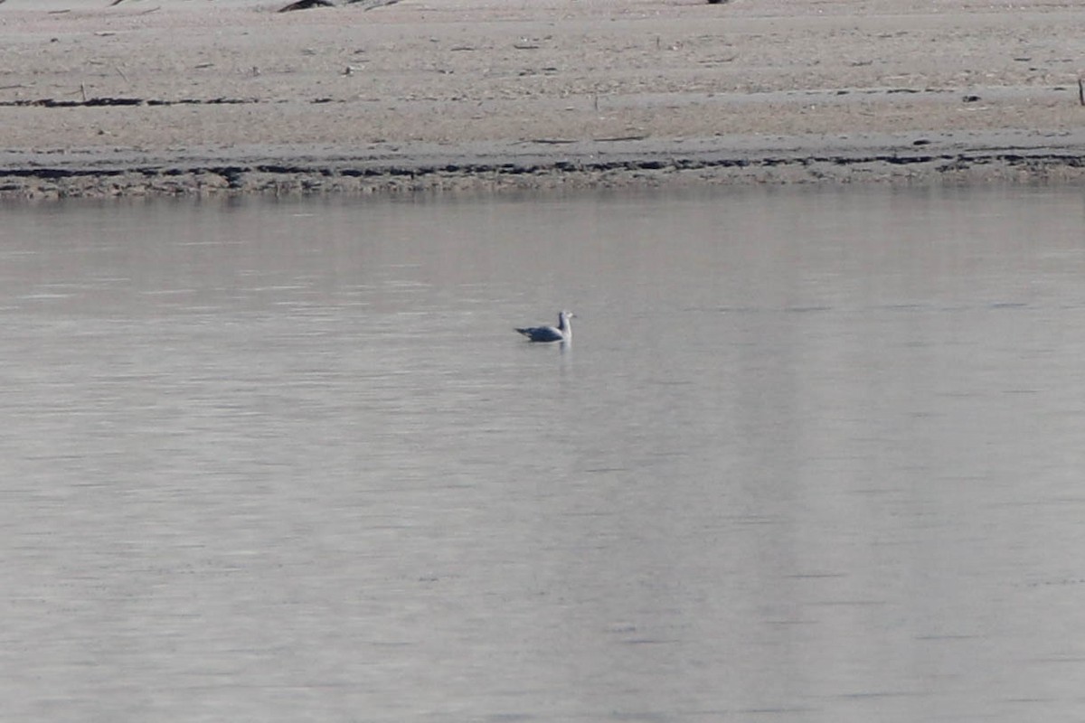 Iceland Gull - ML304461261