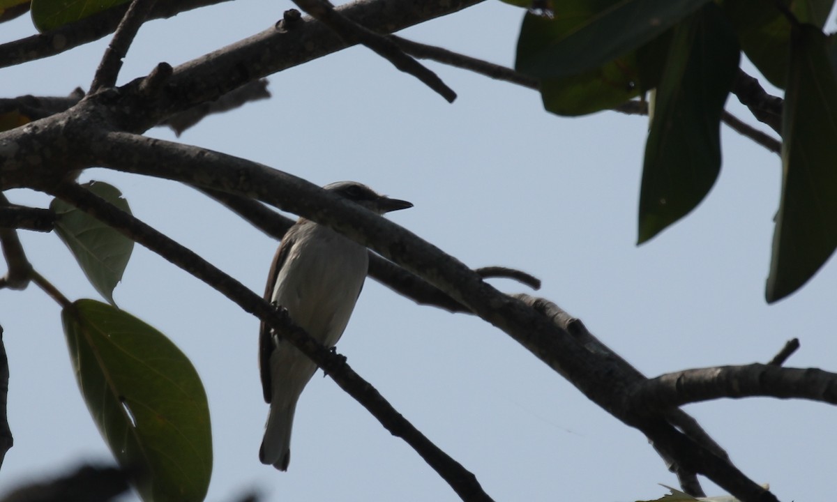 Common Woodshrike - Badri Narayanan Thiagarajan