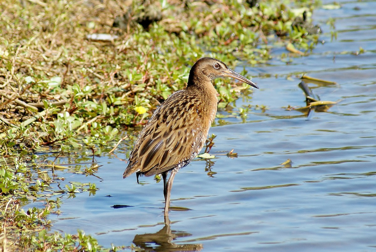 King Rail - ML304461651