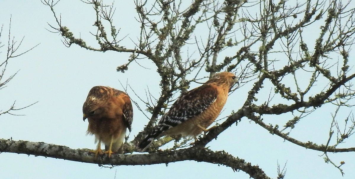 Red-shouldered Hawk - ML304461971