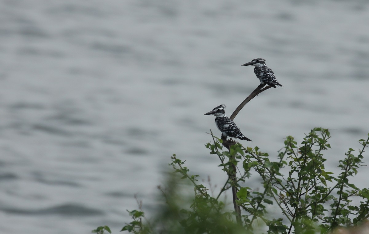 Pied Kingfisher - ML304461981