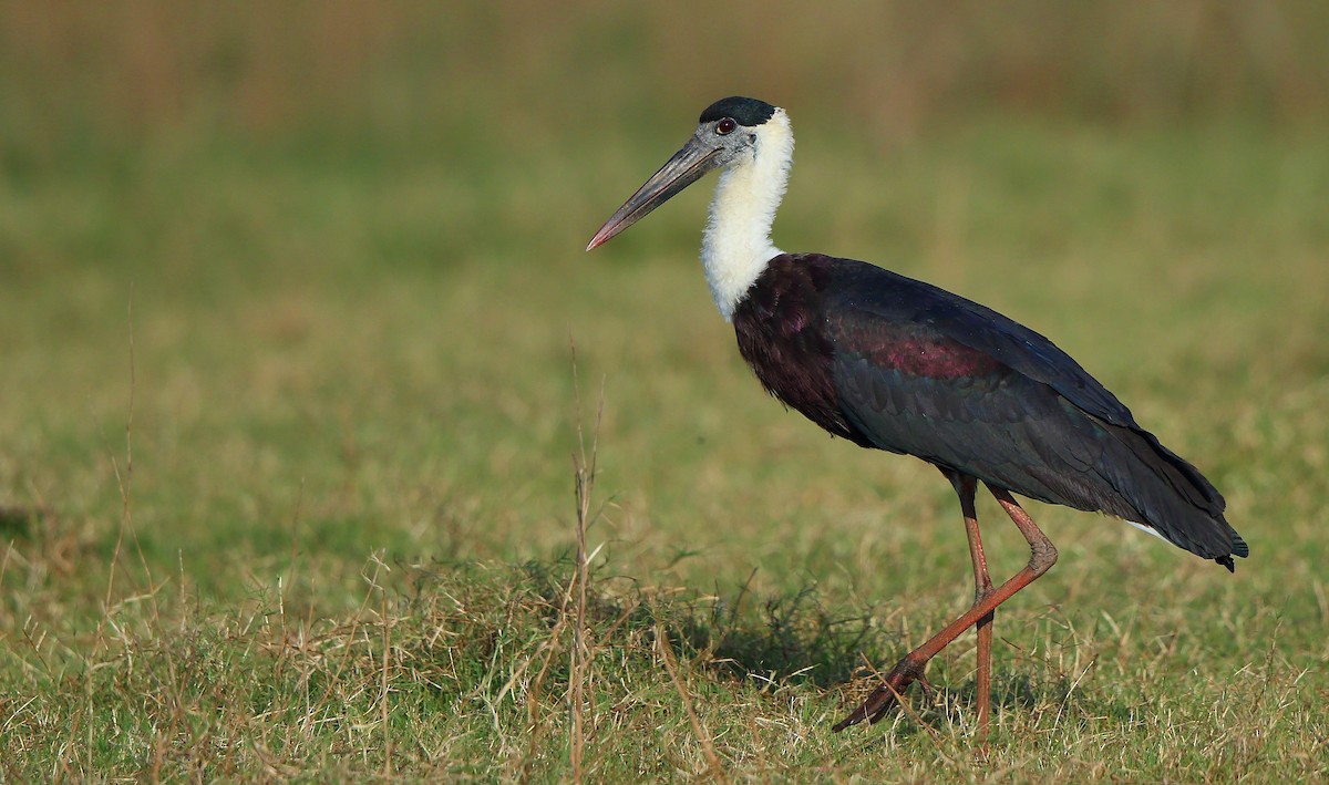 Asian Woolly-necked Stork - Albin Jacob