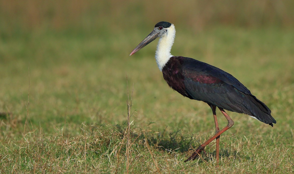 Asian Woolly-necked Stork - Anonymous