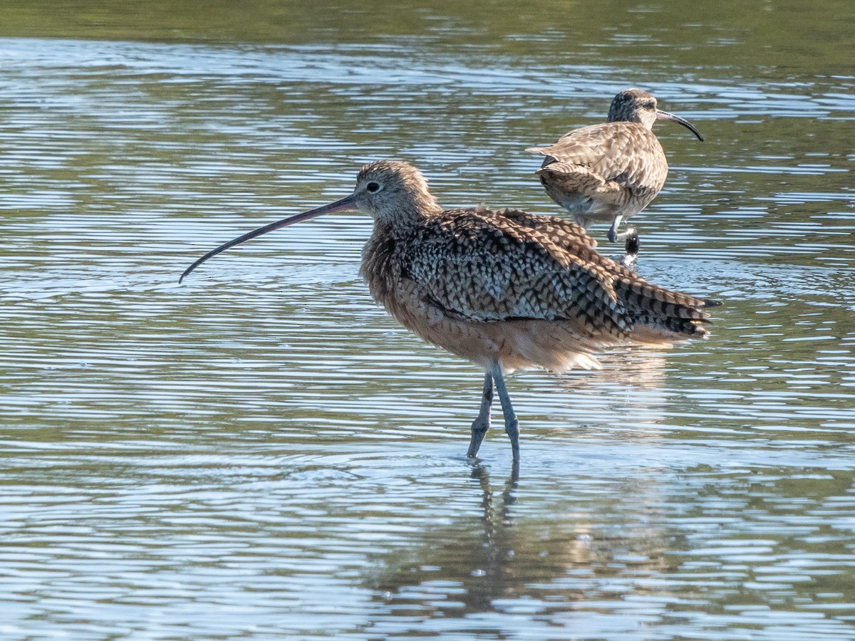 Long-billed Curlew - ML304465181