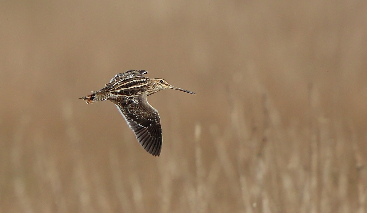 Common Snipe - ML304465281