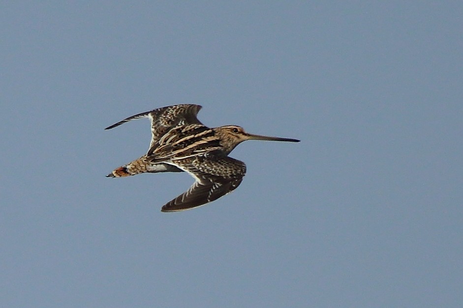 Common Snipe - ML304465291