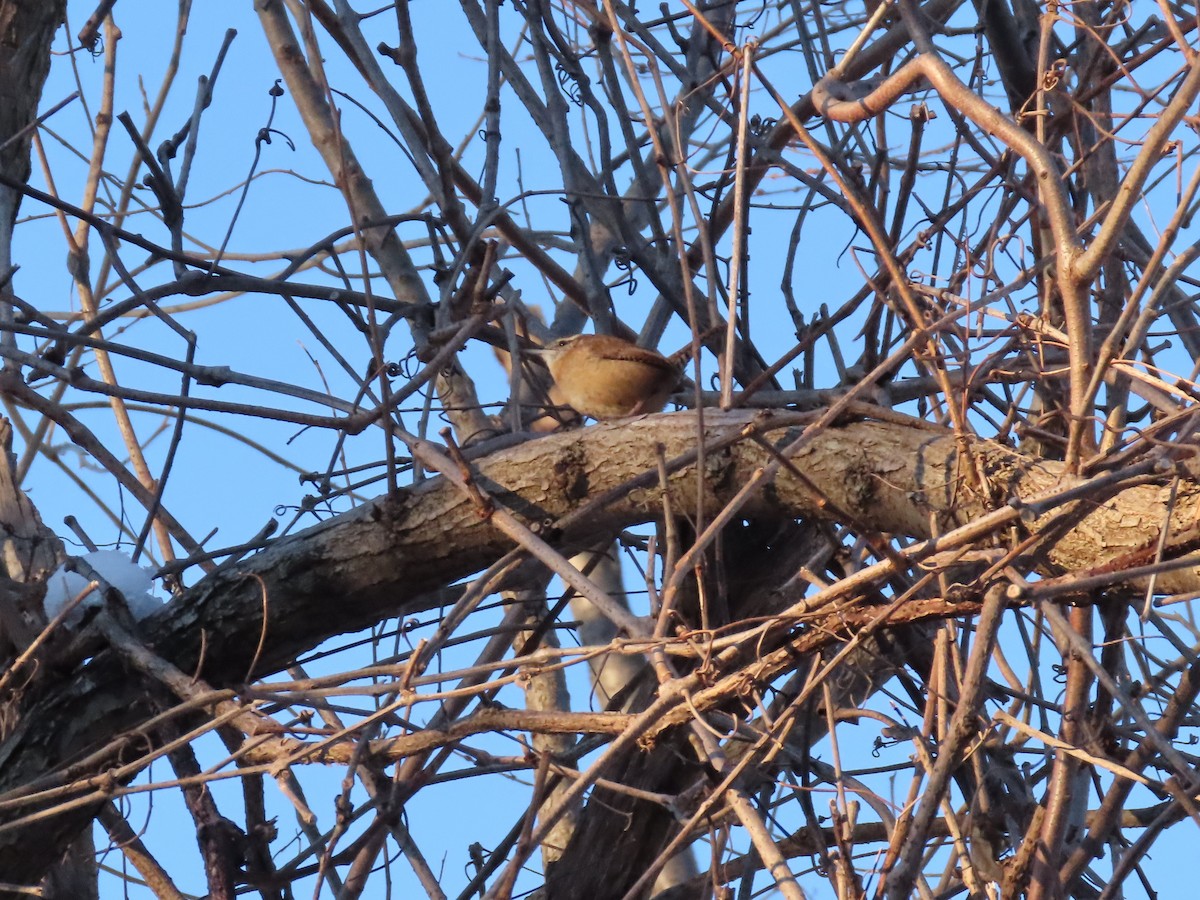 Carolina Wren - ML304465511