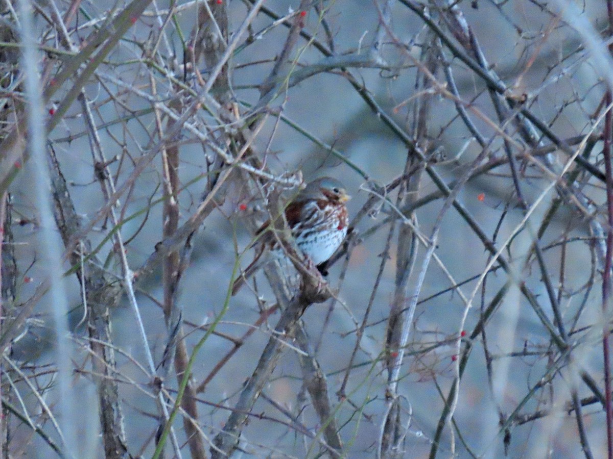 Fox Sparrow - ML304465551