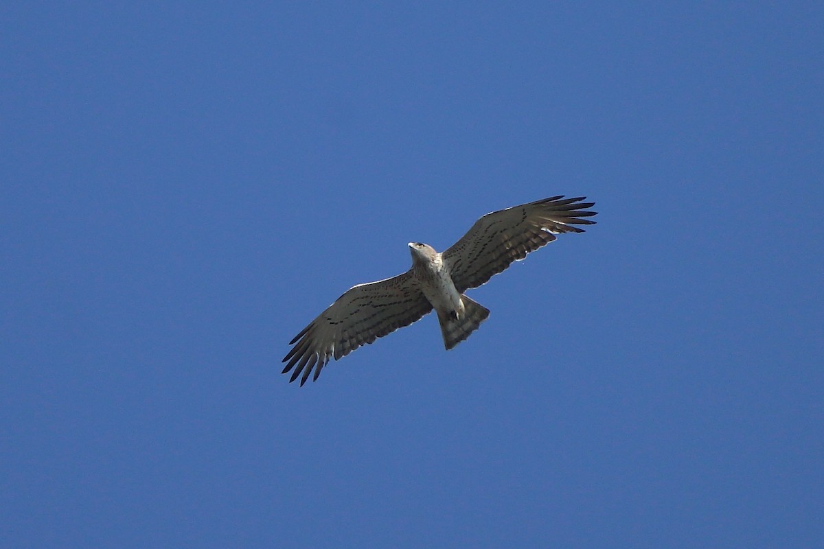 Circaète Jean-le-Blanc - ML304465781