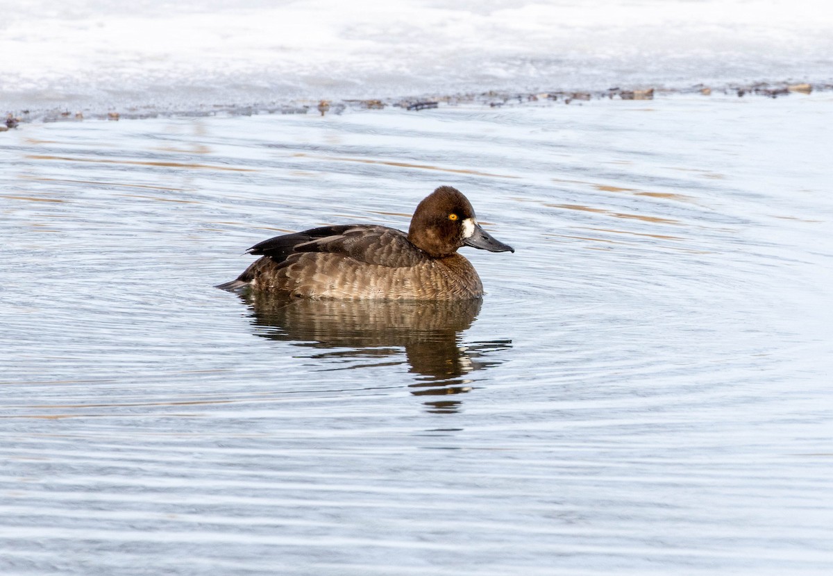 Lesser Scaup - Richard Skevington