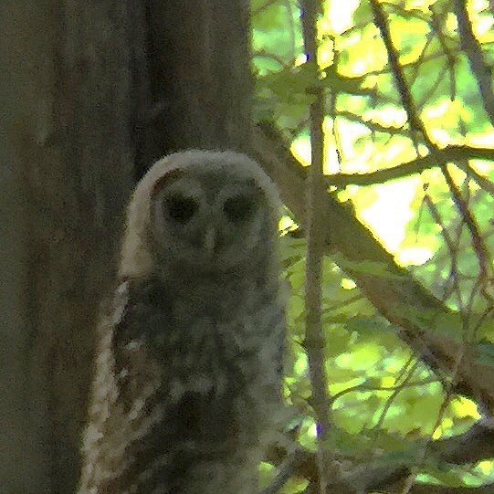 Barred Owl - ML30446741