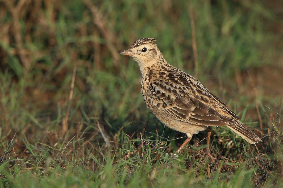 Oriental Skylark - Albin Jacob