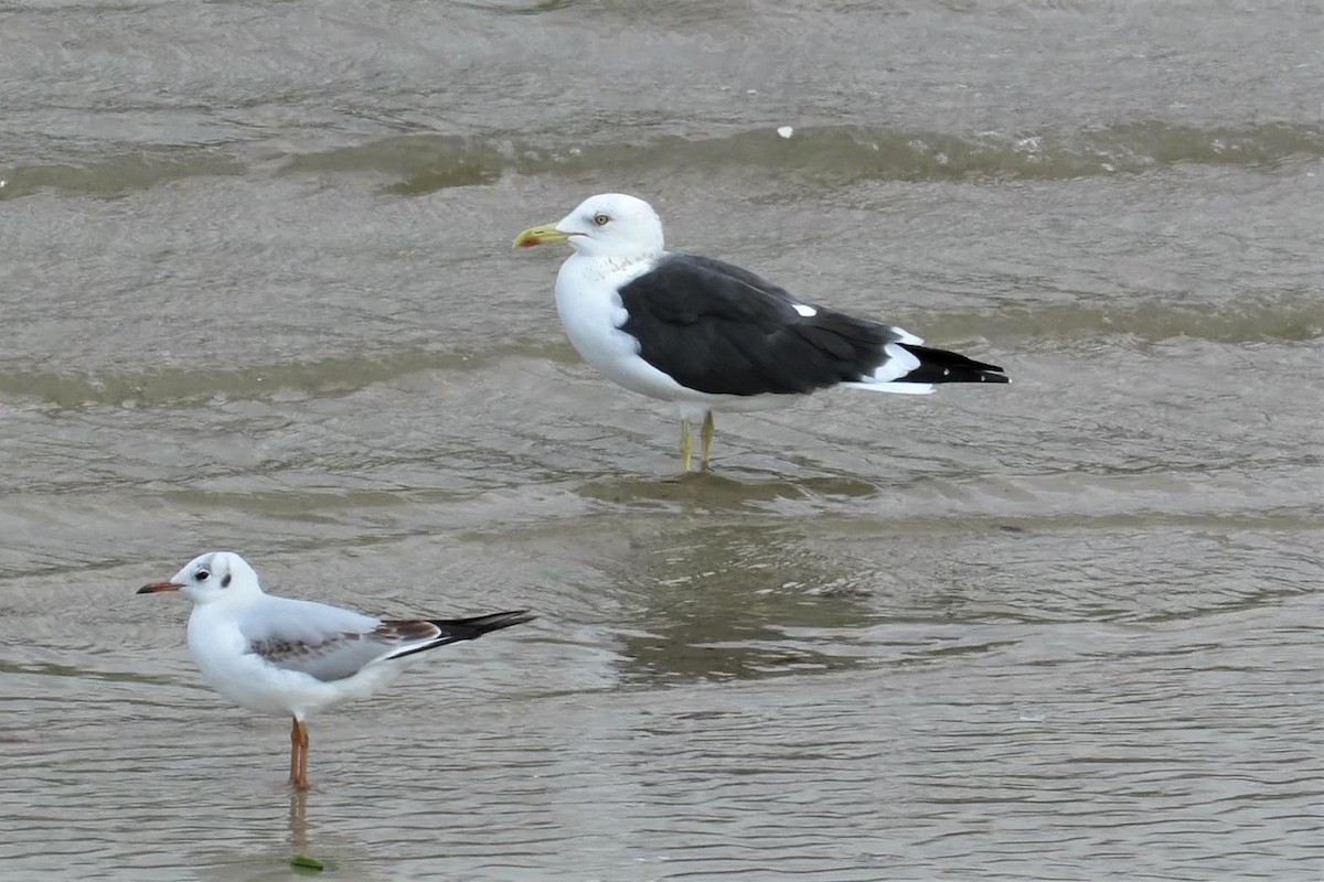 Lesser Black-backed Gull (fuscus) - Jonathan D