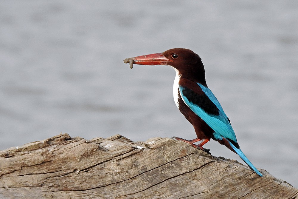 White-throated Kingfisher - Adesh Shivkar