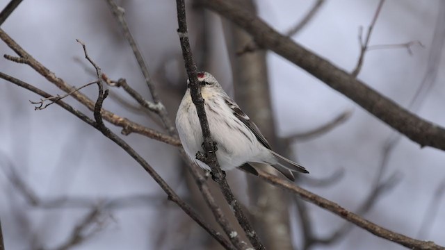 Redpoll (exilipes) - ML304469581