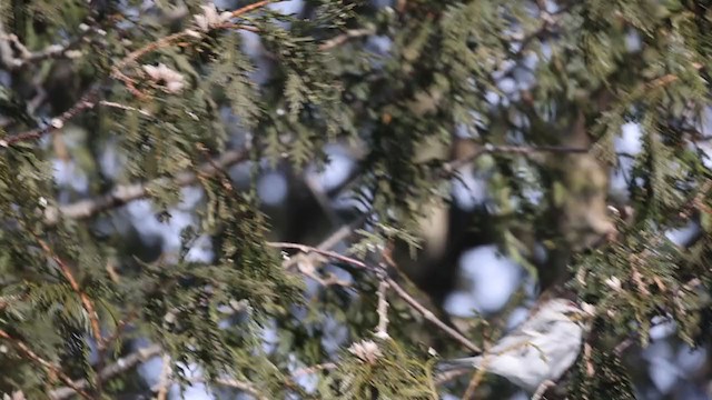 Hoary Redpoll (hornemanni) - ML304470021