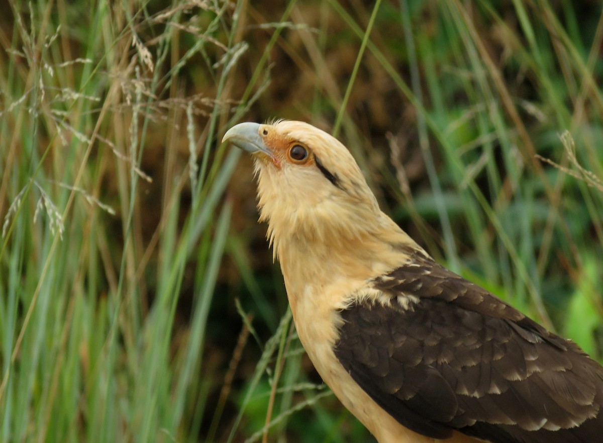 Yellow-headed Caracara - Iván Lau