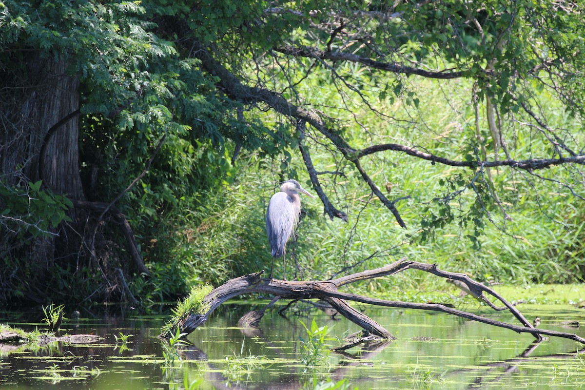 Great Blue Heron - ML30447171