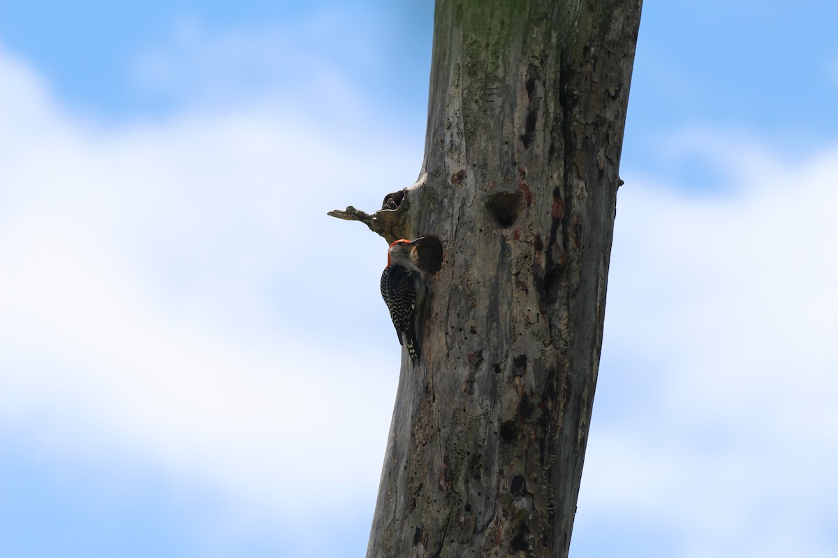Red-bellied Woodpecker - Russell Allison