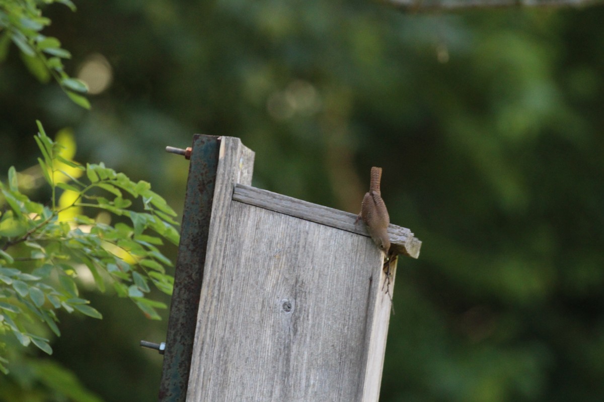 House Wren - ML30447231