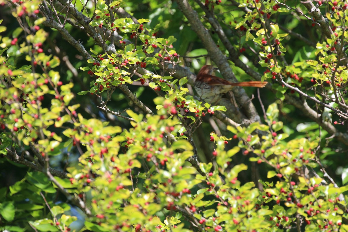 Brown Thrasher - ML30447241