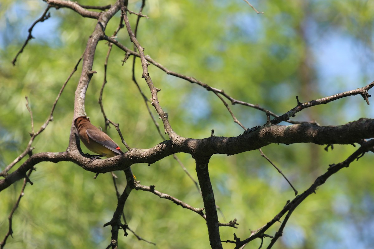 Cedar Waxwing - ML30447261