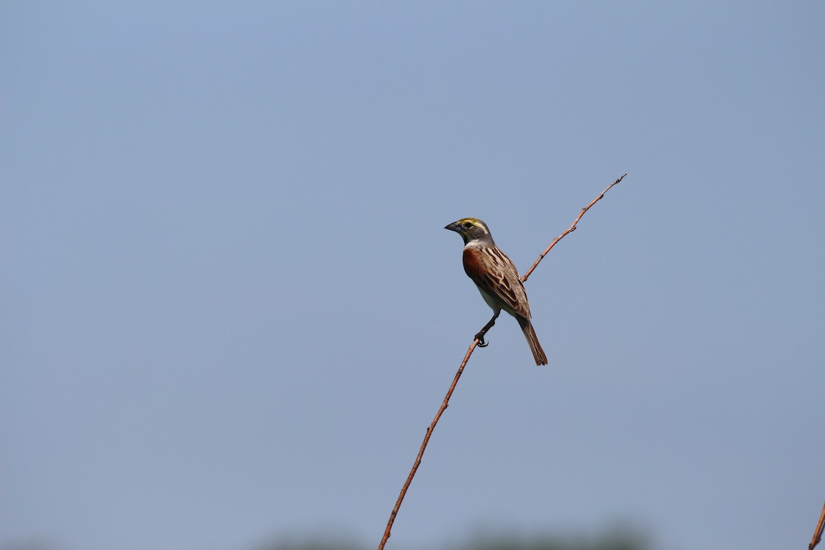 Dickcissel d'Amérique - ML30447291