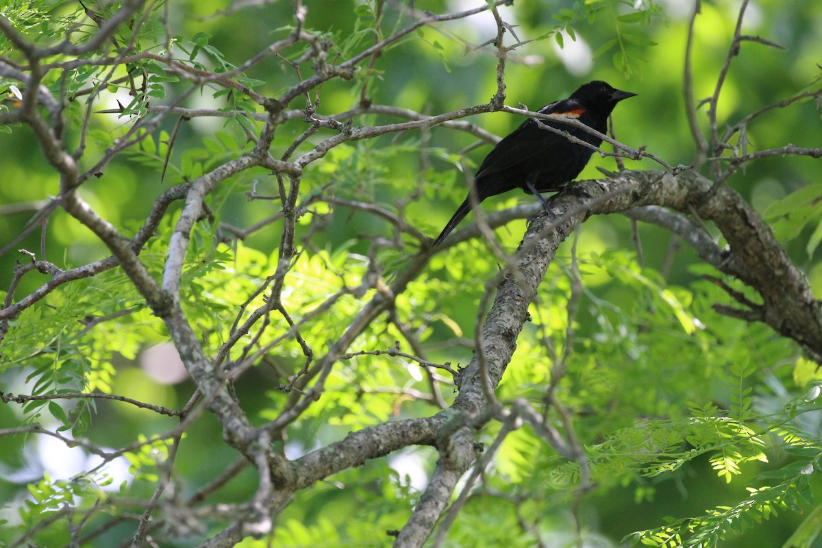 Red-winged Blackbird - ML30447301