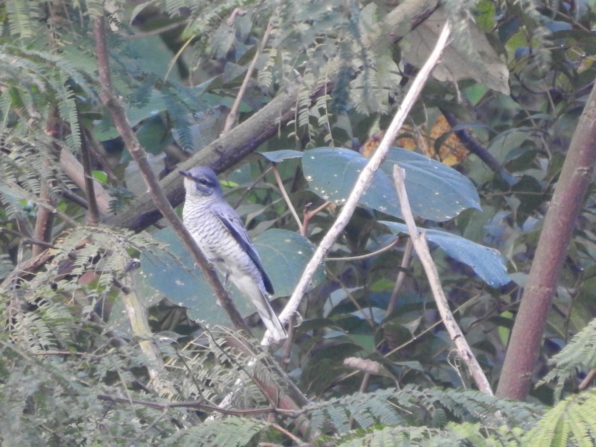 Large Cuckooshrike - ML304473221